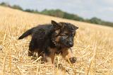 BERGER ALLEMAND 311